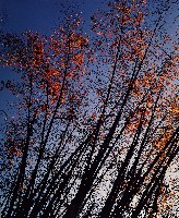 藏品(彩竹的故鄉系列)的圖片