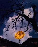 藏品(月世界)的圖片