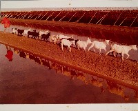 藏品(月世界)的圖片