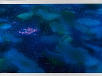 藏品(無名)的圖片