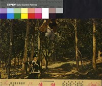 藏品(謎俠)的圖片