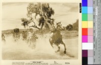 藏品(White Feather)的圖片