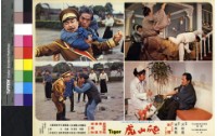 藏品(爬山虎)的圖片