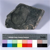 藏品(黃鐵礦化海膽化石)的圖片