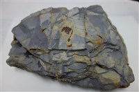 藏品(矽化頁岩)的圖片
