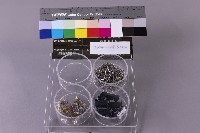 藏品(洗金後廢料)的圖片