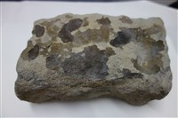 藏品(黏土化砂岩)的圖片