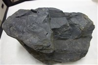 藏品(頁岩)的圖片