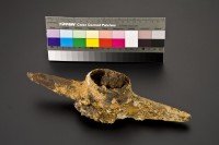 藏品(十字鎬的頭)的圖片