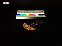 藏品(髮釵)的圖片