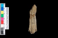 藏品(扁平體石環)的圖片