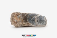 藏品(牡蠣)的圖片