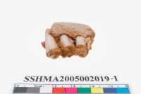 藏品(鹿齒)的圖片