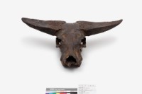 藏品(楊氏水牛頭骨)的圖片