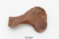 藏品(海龜肩胛骨)的圖片