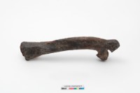 藏品(德氏水牛肋骨)的圖片