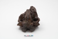 藏品(楊氏水牛枕骨)的圖片
