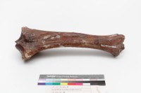 藏品(水牛左脛骨)的圖片
