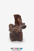 藏品(馬椎骨)的圖片