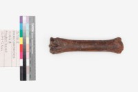 藏品(馬左掌骨)的圖片