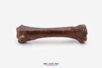 藏品(馬橈骨、尺骨)的圖片