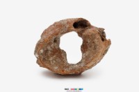 藏品(象寰椎)的圖片