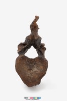 藏品(古菱齒象脊椎骨)的圖片