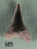 藏品(大白鯊下顎齒)的圖片