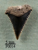 藏品(大白鯊上顎齒)的圖片