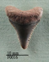 藏品(大白鯊下顎齒)的圖片