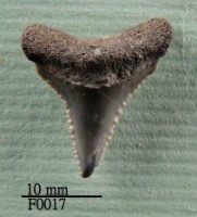 藏品(大白鯊下顎齒)的圖片