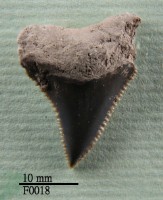 藏品(大白鯊上顎齒)的圖片