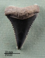 藏品(大白鯊上顎齒)的圖片