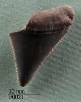 藏品(大白鯊上顎齒)的圖片