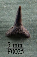 藏品(鯊魚下顎齒)的圖片