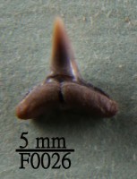 藏品(鯊魚下顎齒)的圖片