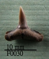 藏品(鯊魚下顎齒)的圖片