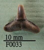 藏品(鯊魚下顎齒)的圖片