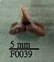 藏品(鯊魚(齒))的圖片