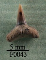 藏品(鯊魚下顎齒)的圖片