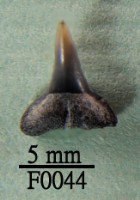 藏品(鯊魚下顎齒)的圖片