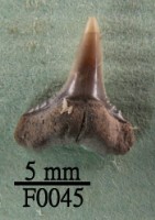 藏品(鯊魚(齒))的圖片