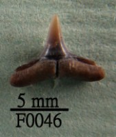 藏品(鯊魚下顎齒)的圖片