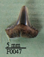 藏品(鯊魚下顎齒)的圖片