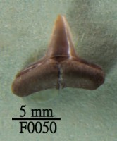 藏品(鯊魚下顎齒)的圖片