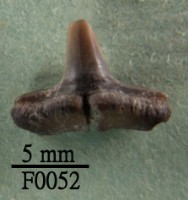 藏品(鯊魚下顎齒)的圖片