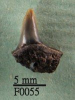 藏品(灰鯊下顎齒)的圖片