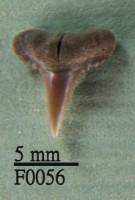 藏品(黑邊鰭真鯊上顎齒)的圖片