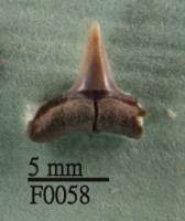 藏品(鯊魚下顎齒)的圖片