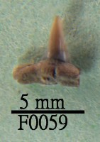 藏品(鯊魚下顎齒)的圖片